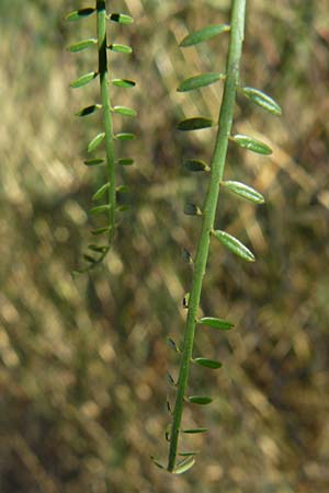 Parkinsonia aculeata \ Jerusalemdorn / Mexican Palo Verde, Jerusalem Thorn, GR Athen 4.9.2014