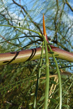 Parkinsonia aculeata \ Jerusalemdorn / Mexican Palo Verde, Jerusalem Thorn, GR Athen 4.9.2014