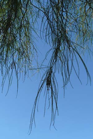 Parkinsonia aculeata \ Jerusalemdorn / Mexican Palo Verde, Jerusalem Thorn, GR Athen 4.9.2014
