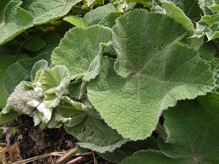 Salvia sclarea \ Muskateller-Salbei / Clary Sage, GR Peloponnes, Metochi-Kalogria 27.3.2013