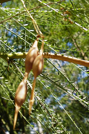 Parkinsonia aculeata \ Jerusalemdorn / Mexican Palo Verde, Jerusalem Thorn, GR Athen 4.9.2014