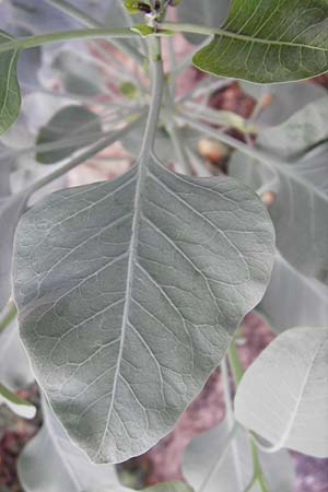 Nicotiana glauca \ Blaugrner Tabak, Baum-Tabak / Tree Tobacco, GR Athen 6.9.2014