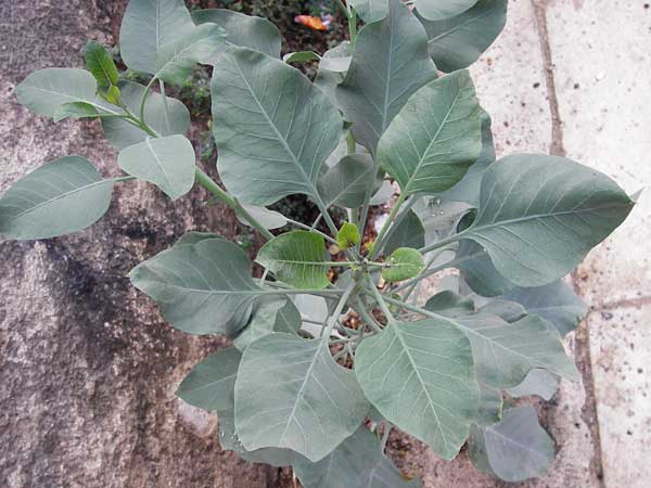 Nicotiana glauca \ Blaugrner Tabak, Baum-Tabak / Tree Tobacco, GR Athen 6.9.2014