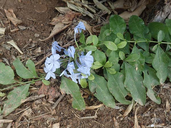 Plumbago auriculata \ Kap-Bleiwurz / Cape Leadwort, GR Athen 24.8.2017