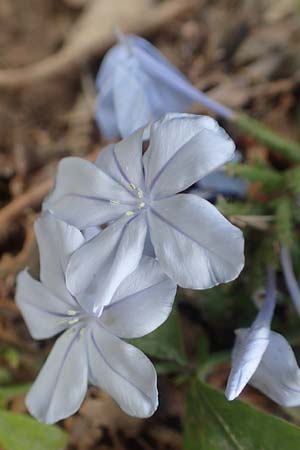 Plumbago auriculata \ Kap-Bleiwurz / Cape Leadwort, GR Athen 24.8.2017
