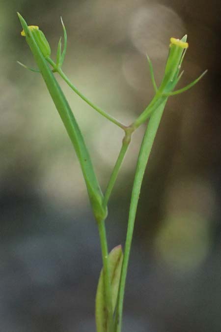 Bupleurum trichopodum \ Tragblatt-Hasenohr / Bracted Hare's Ear, GR Peloponnes, Saitas 19.5.2024