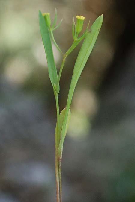 Bupleurum trichopodum \ Tragblatt-Hasenohr / Bracted Hare's Ear, GR Peloponnes, Saitas 19.5.2024