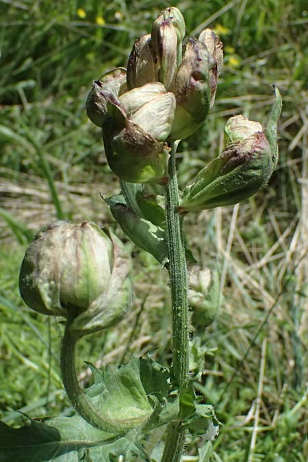 Crepis vesicaria subsp. vesicaria \ Blasen-Pippau / Beaked Hawk's-Beard, GR Peloponnes, Mt. Kyllini, Mesi Trikalon 21.5.2024