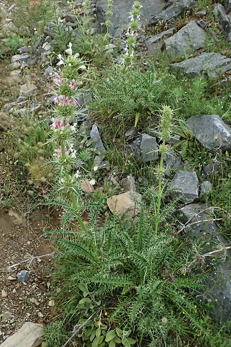 Morina persica \ Persische Steppendistel / Prickly Whorlflower, GR Peloponnes, Taygetos 27.5.2024