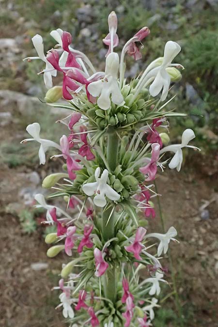 Morina persica \ Persische Steppendistel / Prickly Whorlflower, GR Peloponnes, Taygetos 27.5.2024