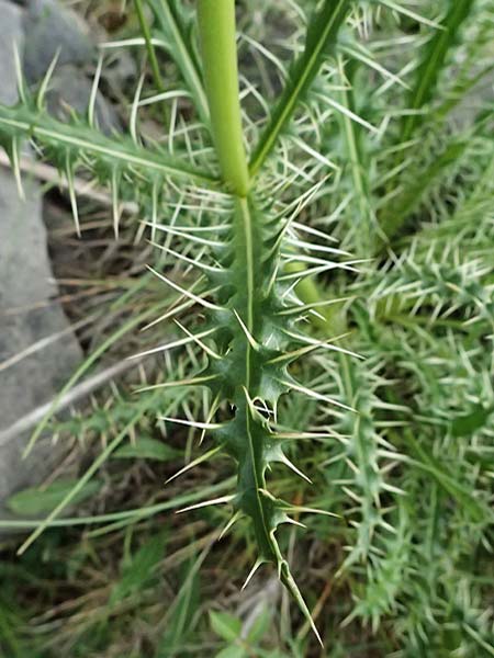 Morina persica \ Persische Steppendistel / Prickly Whorlflower, GR Peloponnes, Taygetos 27.5.2024