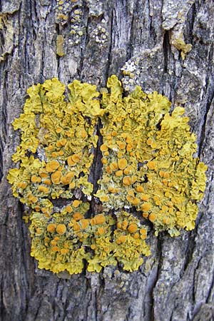 Xanthoria parietina ? \ Gew&ouml;hnliche Gelb-Flechte / Yellow Lichen, GR Hymettos 26.8.2014