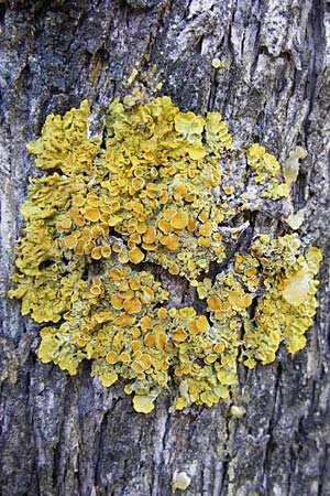 Xanthoria parietina ? \ Gew&ouml;hnliche Gelb-Flechte / Yellow Lichen, GR Hymettos 26.8.2014