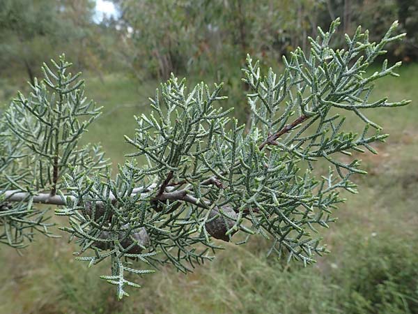 Cupressus sempervirens var. horizontalis \ Mittelmeer-Zypresse / Mediterranean Cypress, GR Athen, Mount Egaleo 10.4.2019
