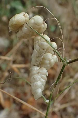Briza maxima \ Groes Zittergras / Large Quaking Grass, GR Peloponnes, Stoupa 26.5.2024