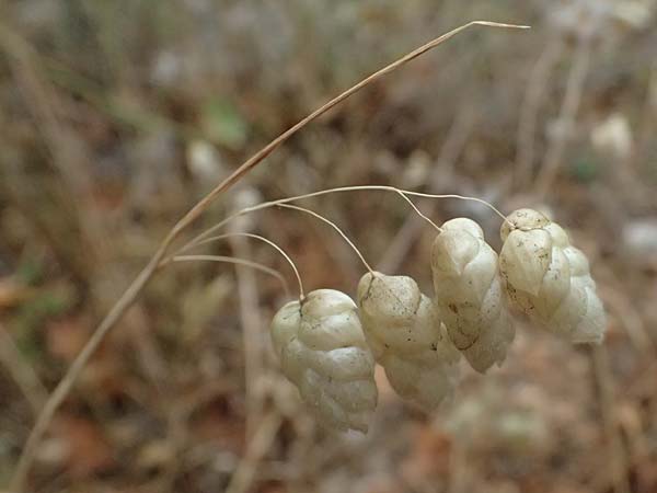 Briza maxima \ Groes Zittergras / Large Quaking Grass, GR Peloponnes, Stoupa 26.5.2024