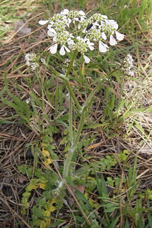 Tordylium apulum \ Apulische Zirmet / Mediterranean Hartwort, GR Peloponnes, Strofylia-Wald bei Metochi-Kalogria / Peloponnese, Strofylia Forest near Metochi-Kalogria 27.3.2013