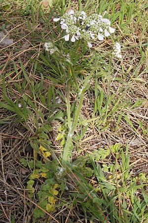 Tordylium apulum \ Apulische Zirmet / Mediterranean Hartwort, GR Peloponnes, Strofylia-Wald bei Metochi-Kalogria / Peloponnese, Strofylia Forest near Metochi-Kalogria 27.3.2013