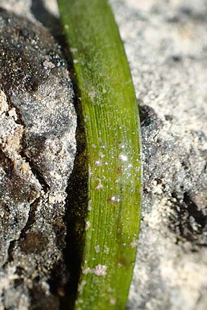 Zostera marina \ Gewhnliches Seegras / Eelgrass, GR Euboea (Evia), Neos Pirgos 26.8.2017