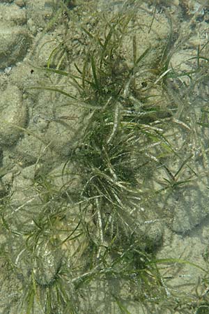 Zostera marina \ Gewhnliches Seegras / Eelgrass, GR Euboea (Evia), Neos Pirgos 27.8.2017