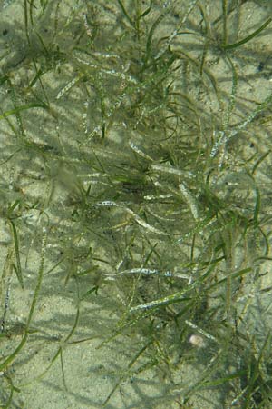Zostera marina \ Gewhnliches Seegras / Eelgrass, GR Euboea (Evia), Neos Pirgos 27.8.2017