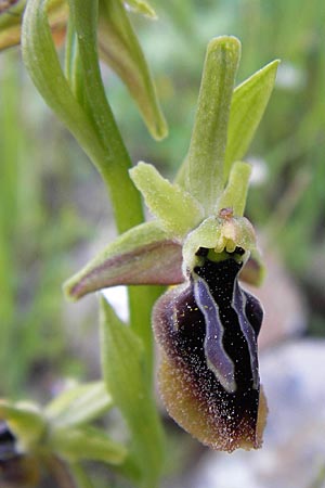 Ophrys aesculapii / Asklepios' Bee Orchid, GR  Hymettos 4.4.2013 