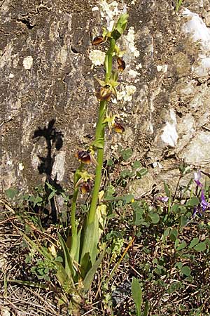 Ophrys aesculapii / Asklepios' Bee Orchid, GR  Hymettos 4.4.2013 