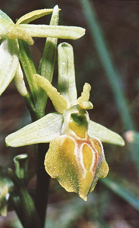 Ophrys aesculapii / Asklepios' Bee Orchid, GR  Tripolis 8.3.2000 (Photo: Jan & Liesbeth Essink)