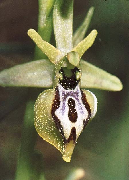 Ophrys aesculapii / Asklepios' Bee Orchid, GR  Tripolis 8.3.2000 (Photo: Jan & Liesbeth Essink)