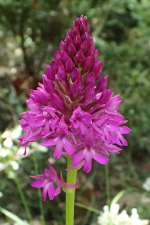 Anacamptis pyramidalis \ Pyramidenorchis, Hundswurz, GR  Peloponnes, Kalavryta 20.5.2024 