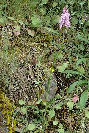 Anacamptis pyramidalis \ Pyramidenorchis, Hundswurz, GR  Peloponnes, Taygetos 27.5.2024 