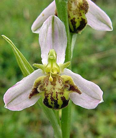 Ophrys apifera var. pindica / Pindus Bee Orchid, GR  Grevena 20.6.2005 (Photo: Zissis Antonopoulos)