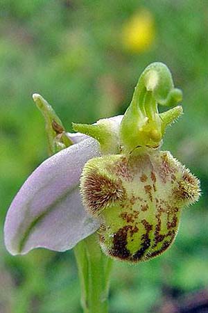 Ophrys apifera var. pindica / Pindus Bee Orchid, GR  Grevena 20.6.2005 (Photo: Zissis Antonopoulos)