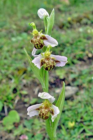 Ophrys apifera var. pindica / Pindus Bee Orchid, GR  Grevena 20.6.2005 (Photo: Zissis Antonopoulos)