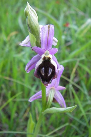 Ophrys argolica \ Argolis-Ragwurz / Argolis Bee Orchid, GR  Peloponnes, Militsa 29.3.2013 