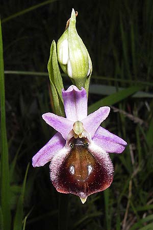 Ophrys argolica \ Argolis-Ragwurz / Argolis Bee Orchid, GR  Peloponnes, Militsa 29.3.2013 