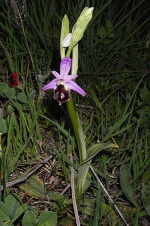 Ophrys argolica \ Argolis-Ragwurz / Argolis Bee Orchid, GR  Peloponnes, Militsa 29.3.2013 