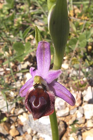Ophrys argolica \ Argolis-Ragwurz / Argolis Bee Orchid, GR  Peloponnes, Gramousa 1.4.2013 
