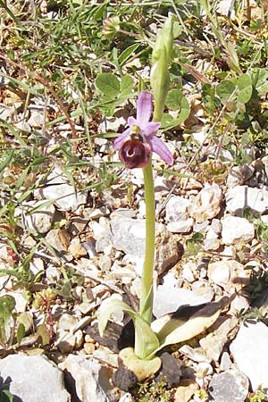 Ophrys argolica \ Argolis-Ragwurz / Argolis Bee Orchid, GR  Peloponnes, Gramousa 1.4.2013 