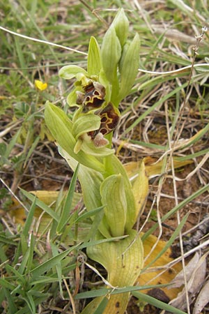 Ophrys attica / Attican Bee Orchid, GR  Peloponnes, Kremasti 31.3.2013 
