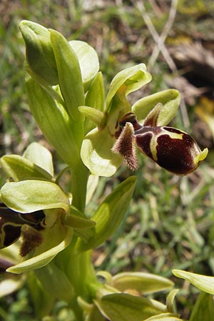 Ophrys attica / Attican Bee Orchid, GR  Peloponnes, Gramousa 1.4.2013 