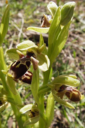 Ophrys attica / Attican Bee Orchid, GR  Peloponnes, Gramousa 1.4.2013 