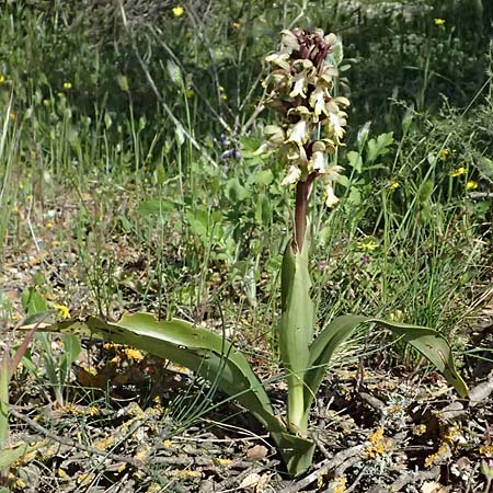 Barlia robertiana \ Roberts Mastorchis, GR  Hymettos 20.4.2026 