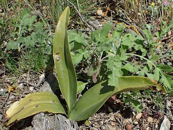 Barlia robertiana \ Roberts Mastorchis, GR  Hymettos 20.4.2026 