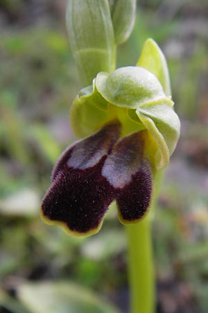 Ophrys calocaerina \ Rotbraune Ragwurz / Summer Bee Orchid, GR  Peloponnes, Manthirea 1.4.2013 