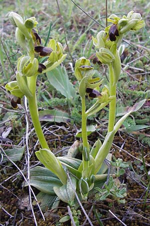 Ophrys calocaerina \ Rotbraune Ragwurz / Summer Bee Orchid, GR  Peloponnes, Manthirea 1.4.2013 