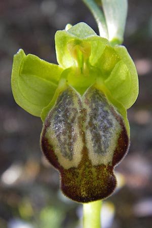 Ophrys calocaerina \ Rotbraune Ragwurz / Summer Bee Orchid, GR  Hymettos 3.4.2013 