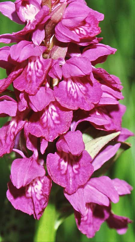Dactylorhiza cordigera \ Herz-Fingerwurz, Herz-Knabenkraut, GR  Florina 29.5.1988 (Photo: Jan & Liesbeth Essink)