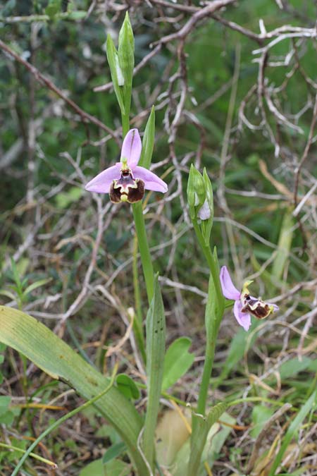 Ophrys candica subsp. cytherea \ Kythira-Ragwurz / Cythera Bee Orchid, GR  Kythira, Kato Chora 24.3.2014 (Photo: Jan & Liesbeth Essink)
