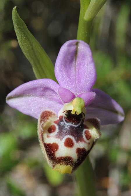 Ophrys candica subsp. cytherea \ Kythira-Ragwurz / Cythera Bee Orchid, GR  Kythira, Paliopolis - Karvounades 31.3.2014 (Photo: Jan & Liesbeth Essink)
